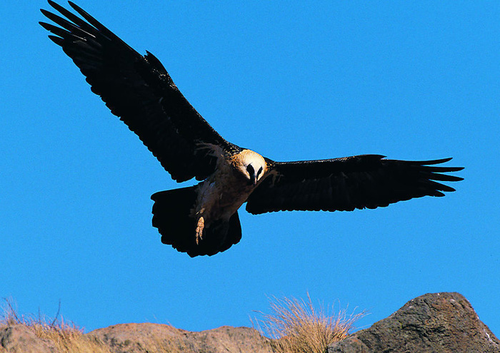 國內(nèi)設(shè)計(jì)如雄鷹一般展翅飛翔